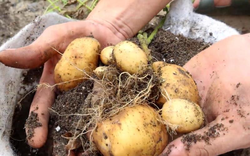 种土豆用什么肥料最好（种植土豆最常用的三种肥料）