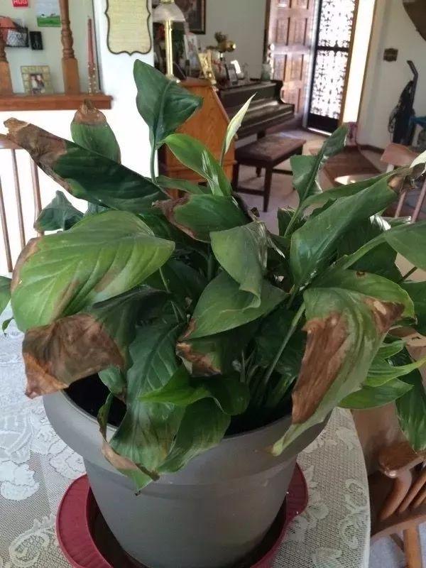 植物花季黄斑怎么办(植物花卉容易出现叶黄的6种情况)