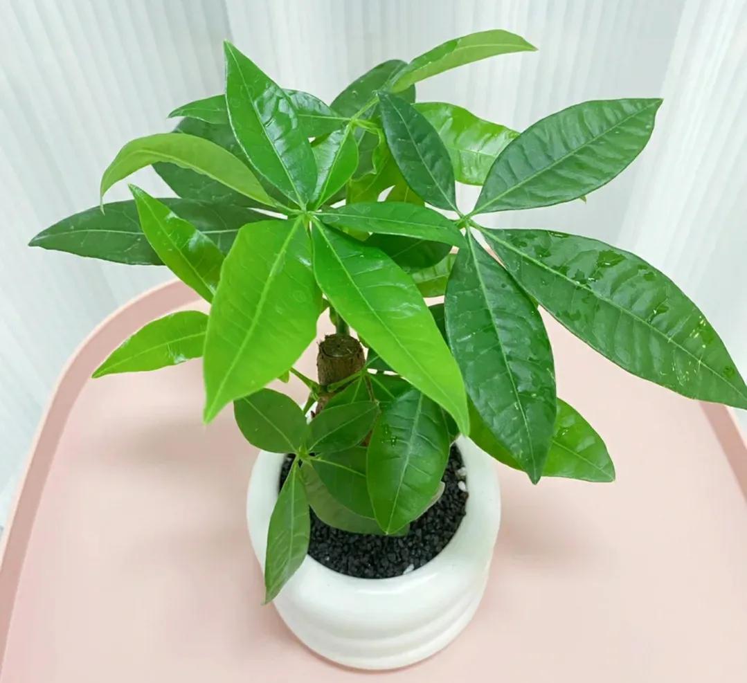 铁树开花对家庭的运气(盘点4种轻易不开花的植物)
